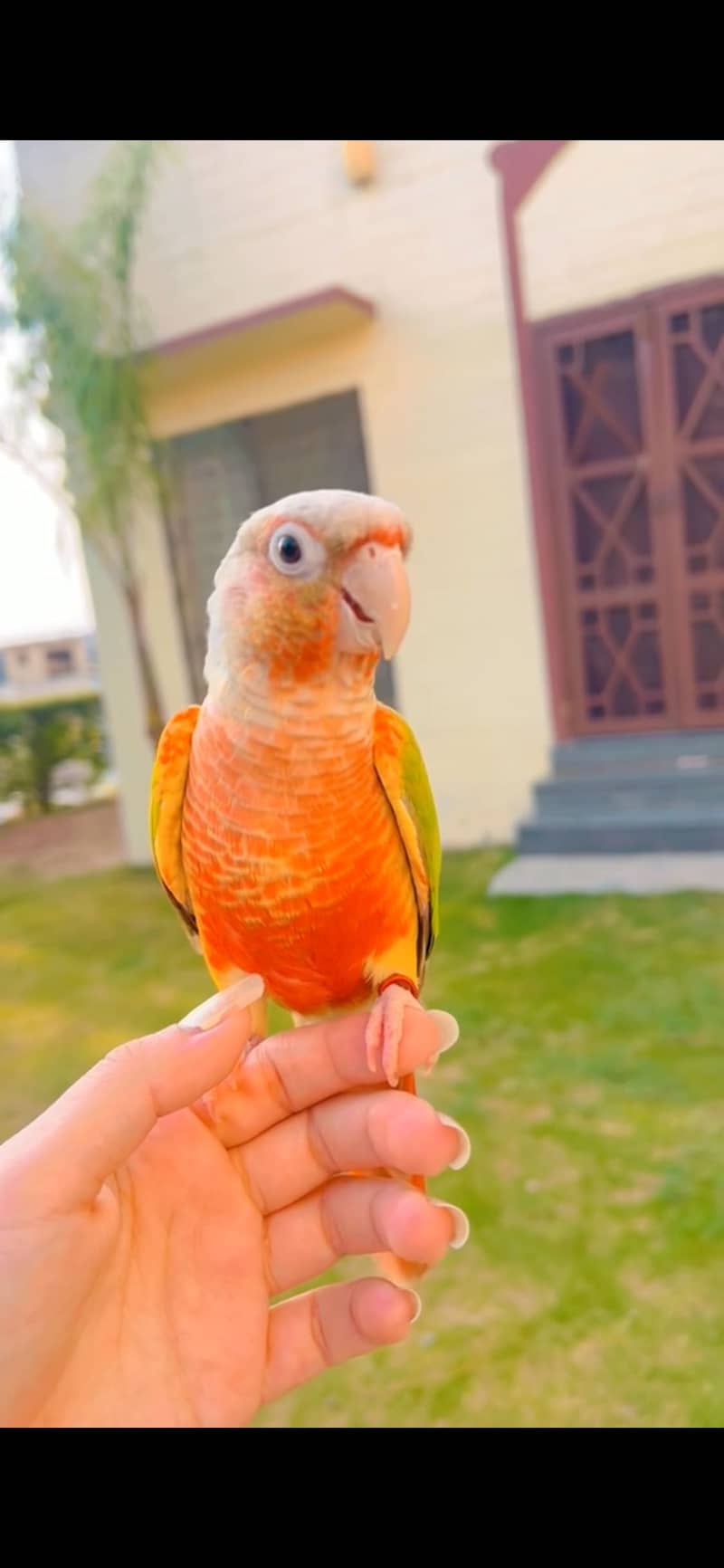 Pineapple conure 0