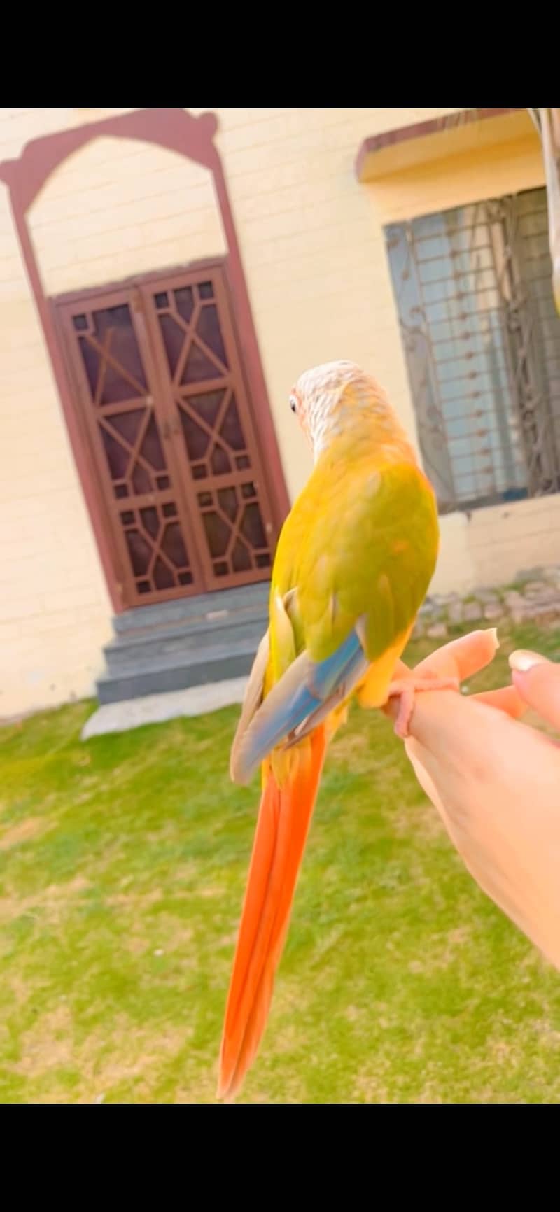 Pineapple conure 1