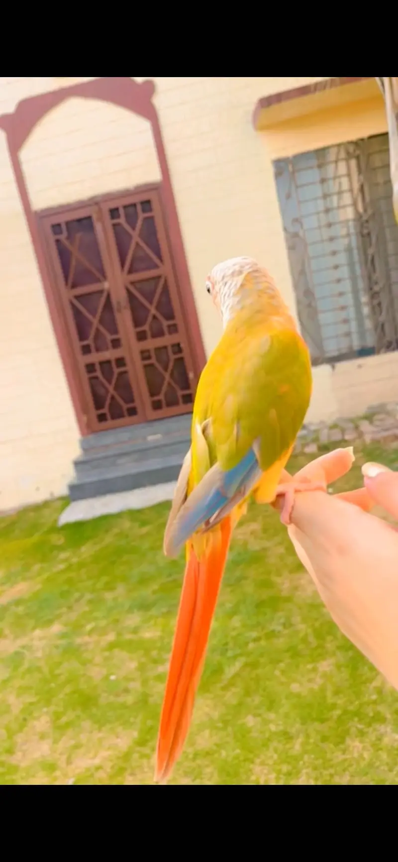 Pineapple conure — photo 2
