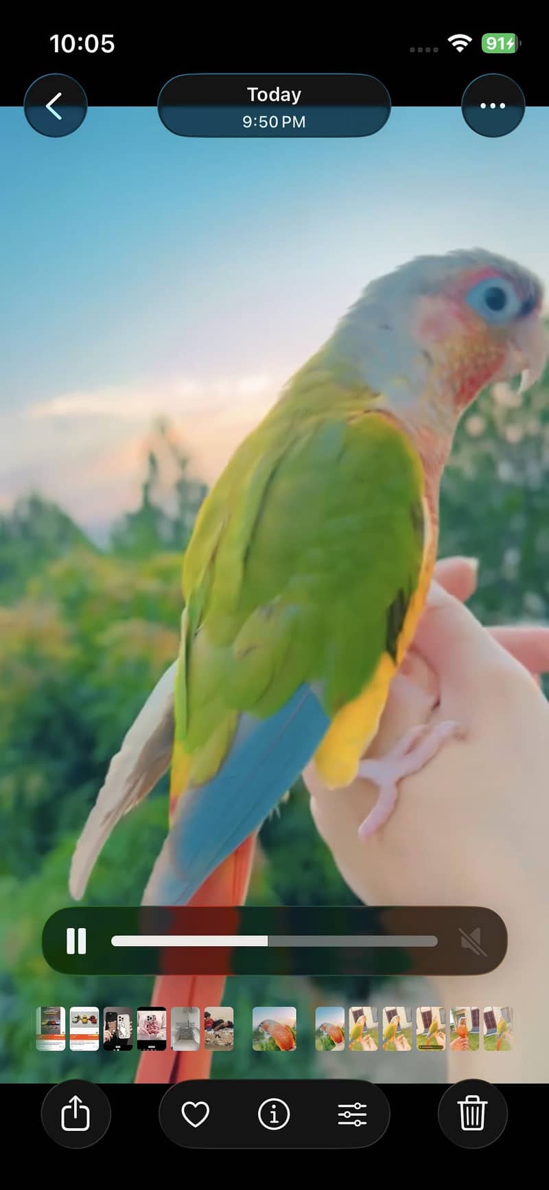 Pineapple conure 2