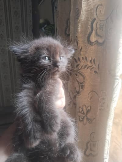 8 kittens looking for their new home