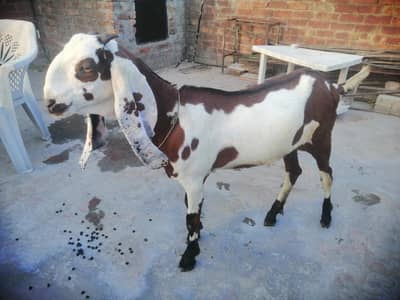 beetal laylpuri bakri
