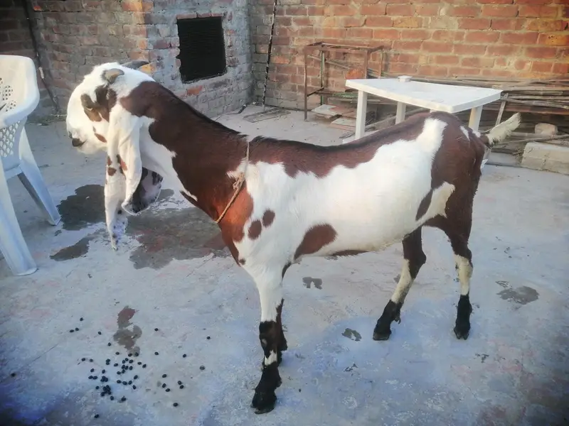 beetal laylpuri bakri — photo 2