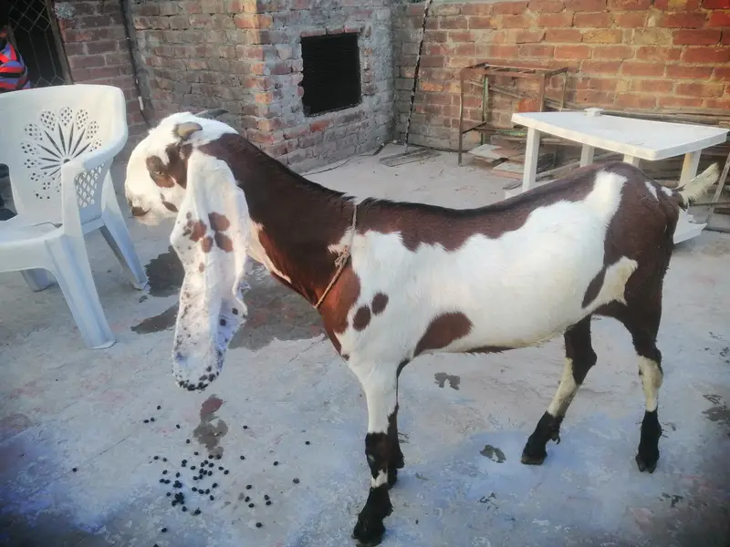beetal laylpuri bakri — photo 3