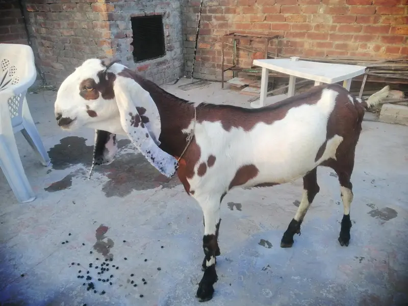 beetal laylpuri bakri — photo 4