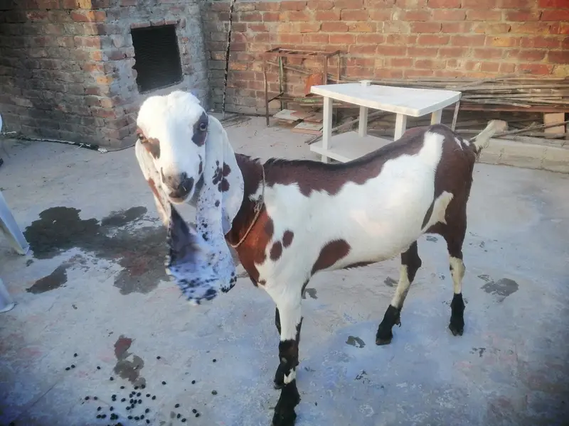 beetal laylpuri bakri — photo 5