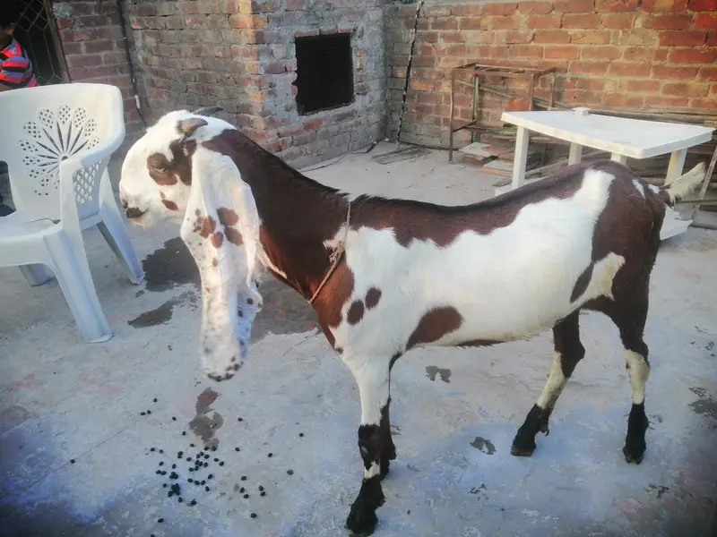 beetal laylpuri bakri — photo 6