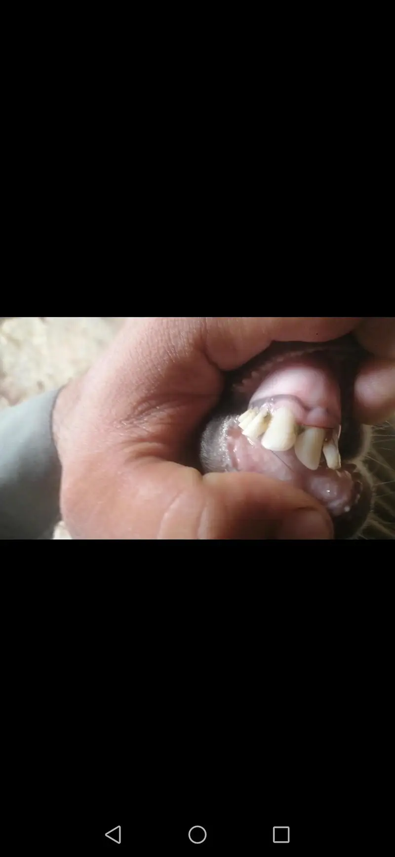 beetal laylpuri bakri — photo 7