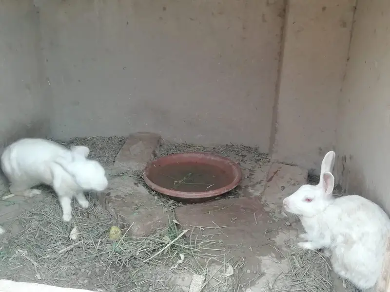 Rabbits — photo 3