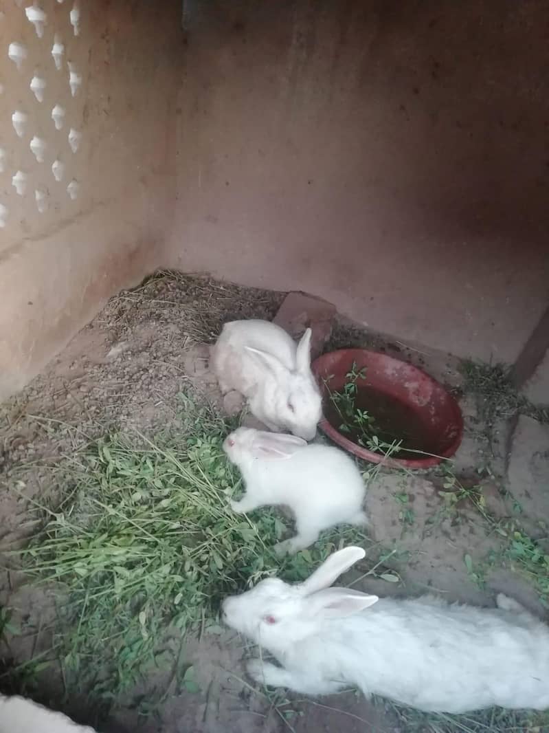 Rabbits 3