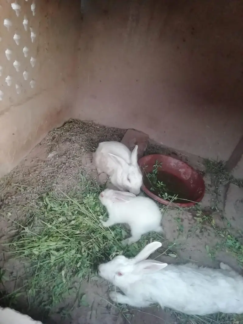 Rabbits — photo 4