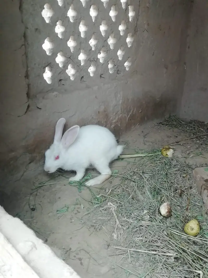 Rabbits — photo 5