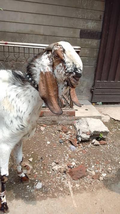 Makhii chena breeder Bakera 03066165613 wats app number ON