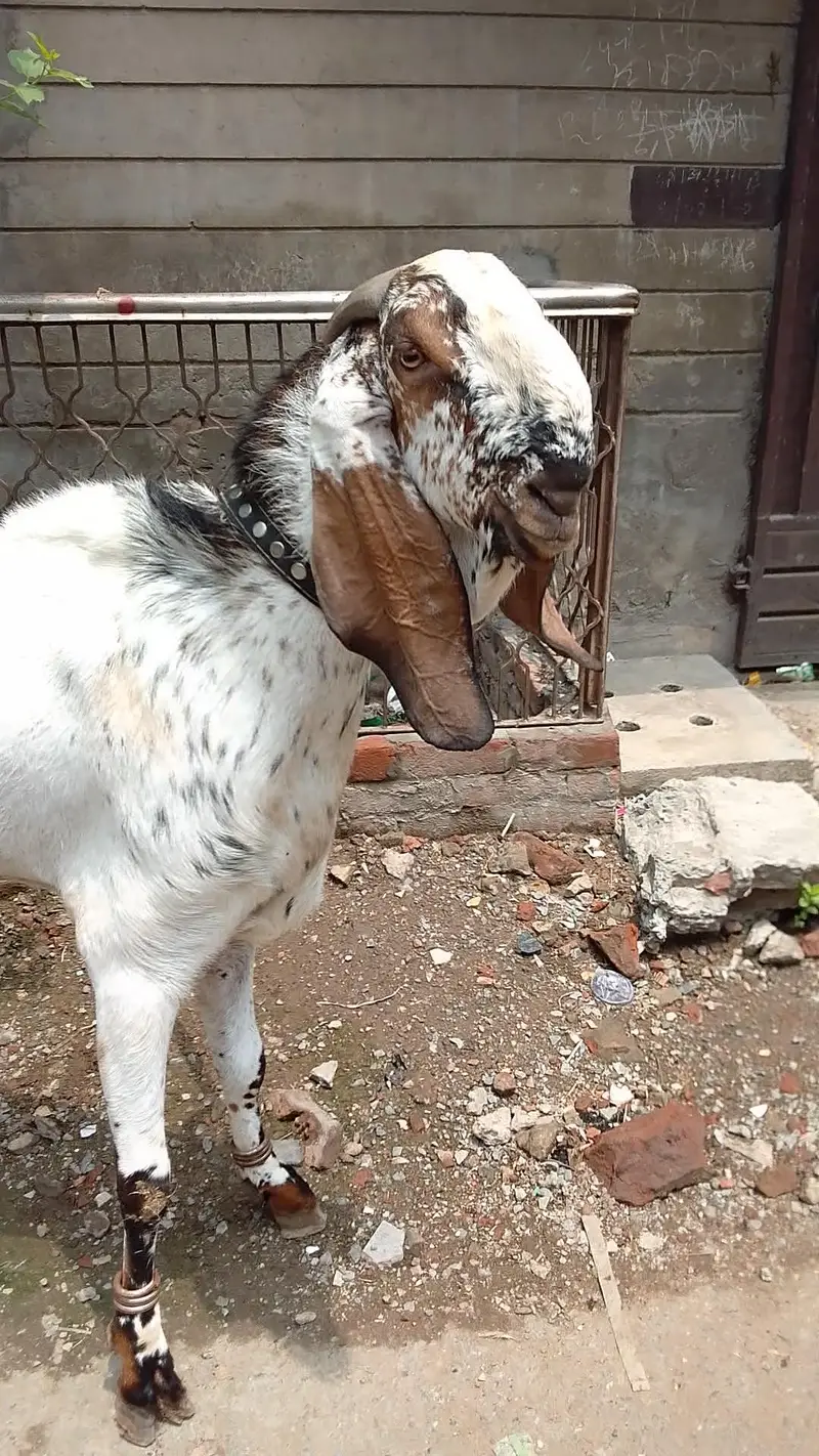 Makhii chena breeder Bakera 03066165613 wats app number ON — photo 2