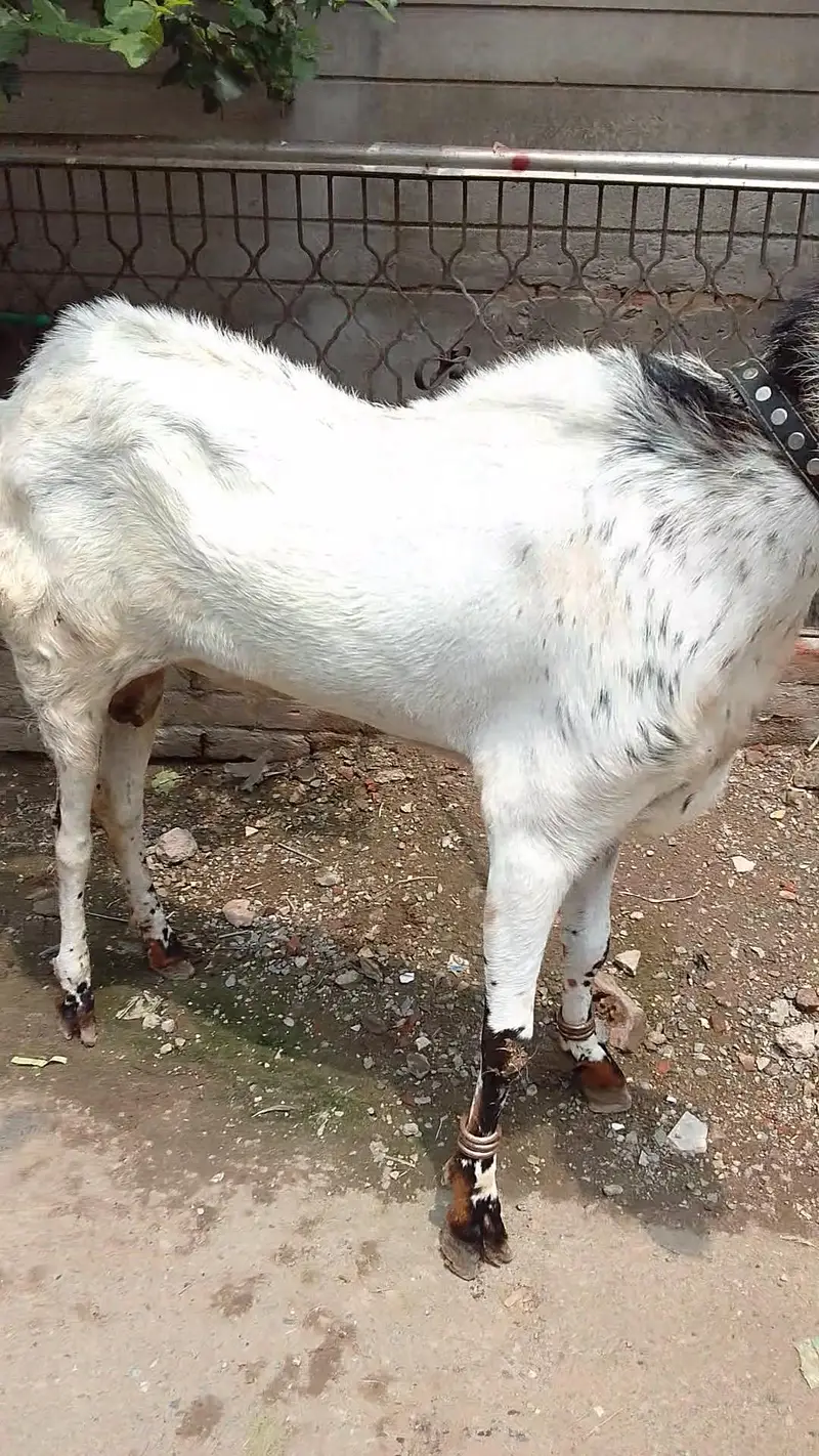 Makhii chena breeder Bakera 03066165613 wats app number ON — photo 3