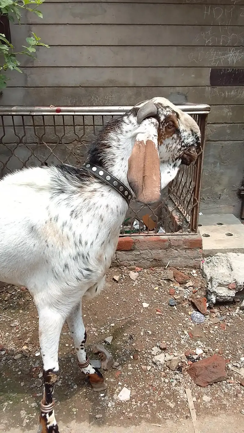 Makhii chena breeder Bakera 03066165613 wats app number ON — photo 4