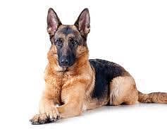GSD Puppy for sale