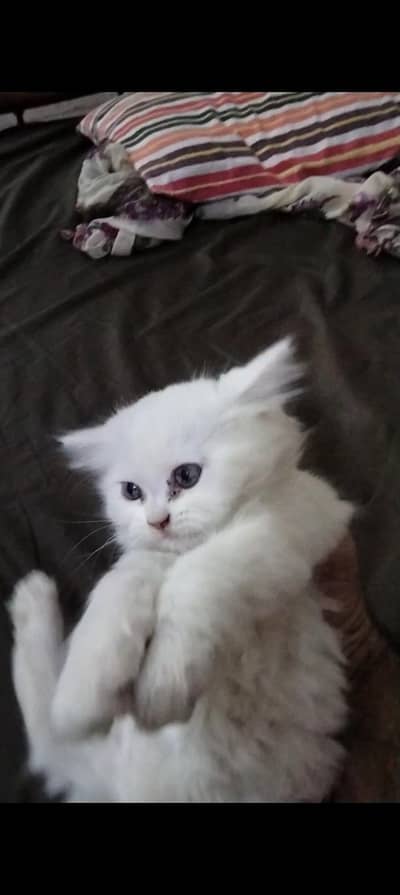persain kitten
