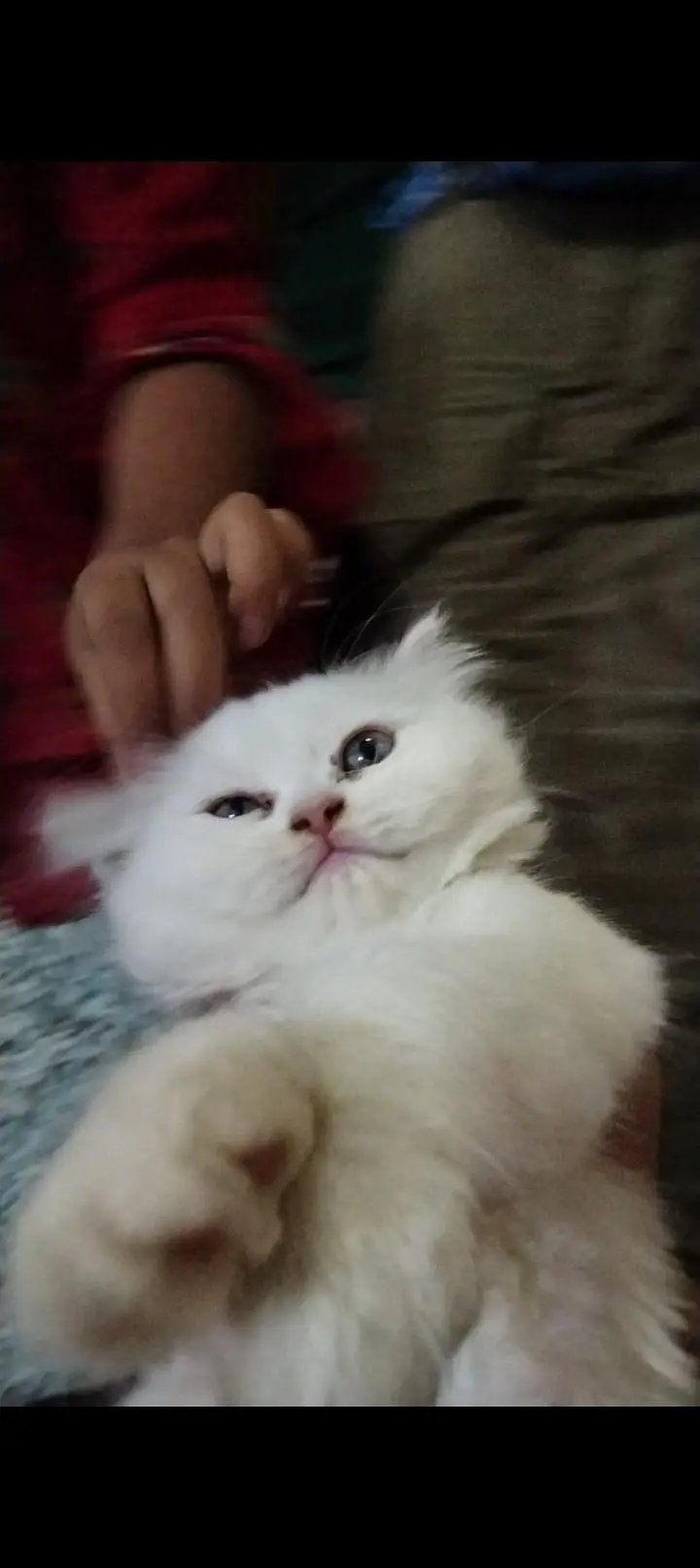 persain kitten — photo 2