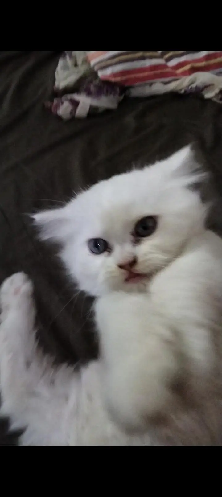 persain kitten — photo 3