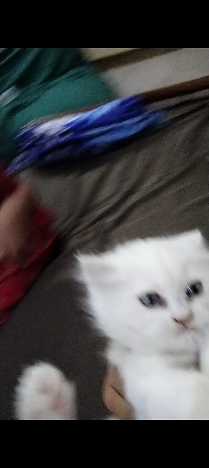 persain kitten — photo 4
