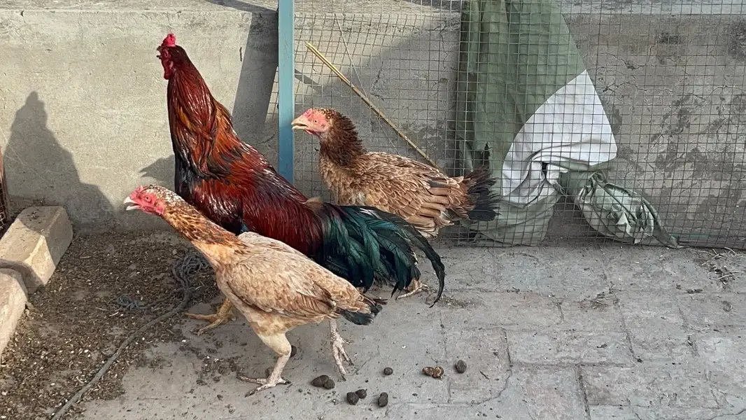 Aseel trio — photo 2
