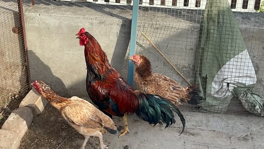 Aseel trio — photo 3
