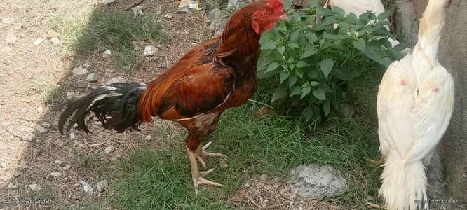 I sale the aseel cock.