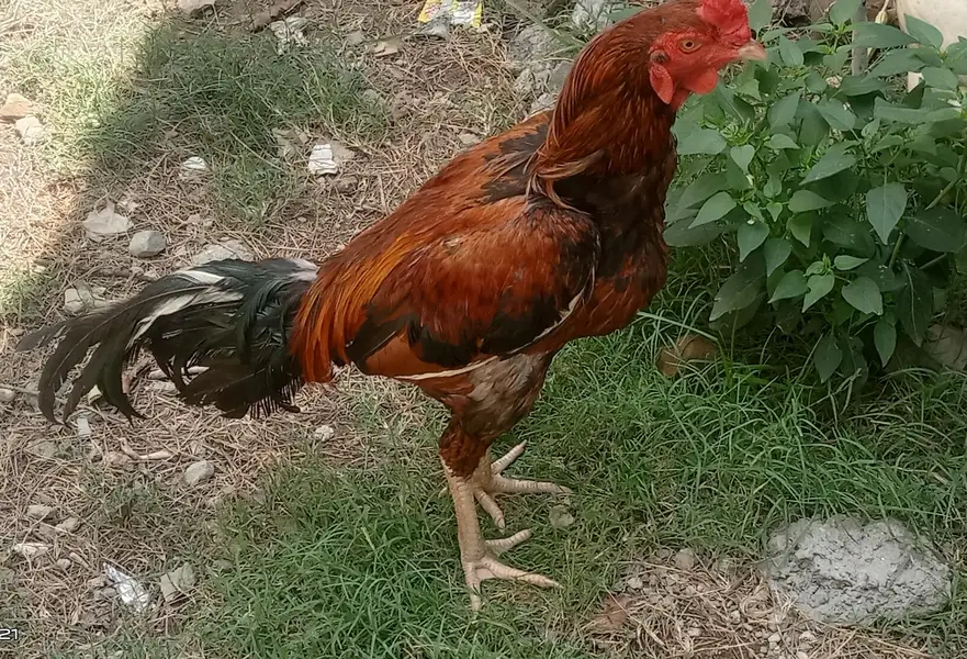 I sale the aseel cock. — photo 2
