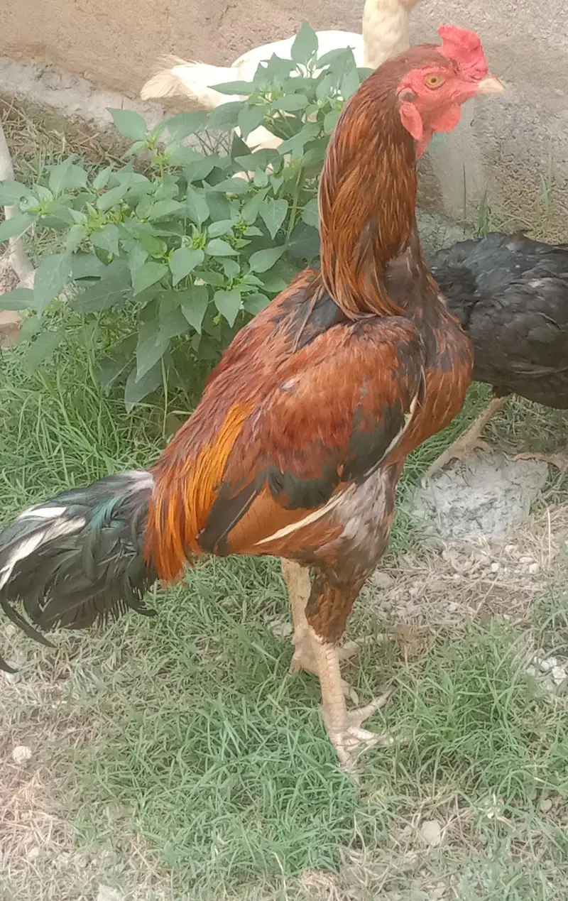 I sale the aseel cock. — photo 3