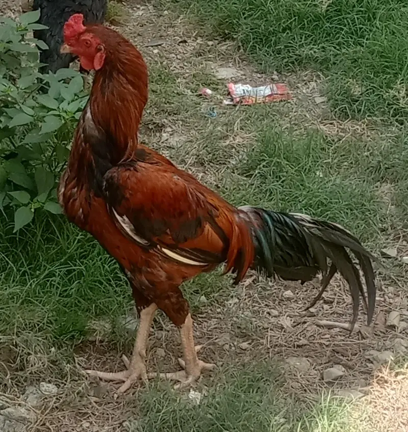 I sale the aseel cock. — photo 4
