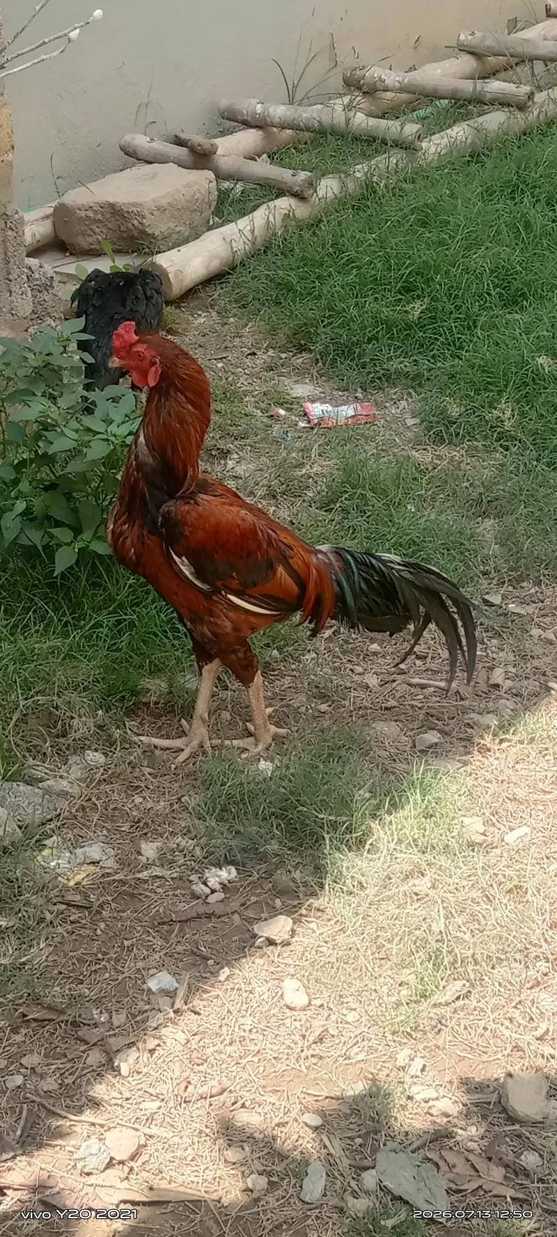 I sale the aseel cock. — photo 5