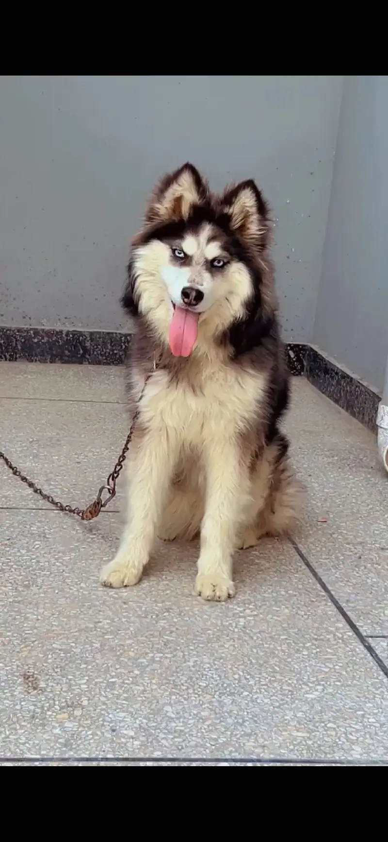 Siberian Husky Female — photo 2