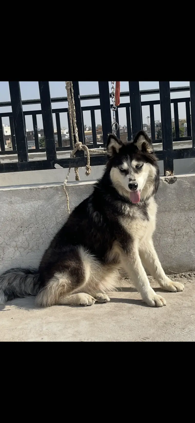 Siberian Husky Female — photo 3