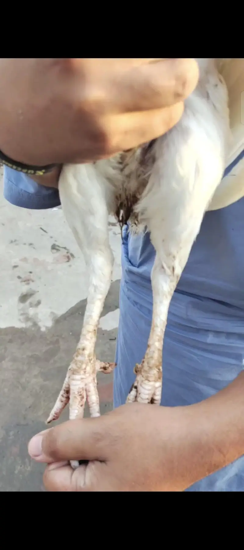 quality wali female — photo 3