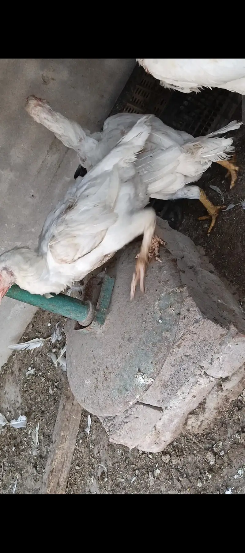 quality wali female — photo 6