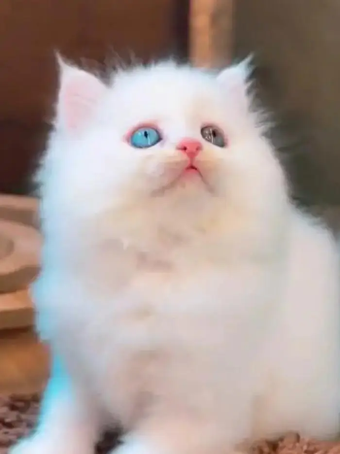 (Persian female kitten) (for sale all) (Pakistan delivery available) — photo 5