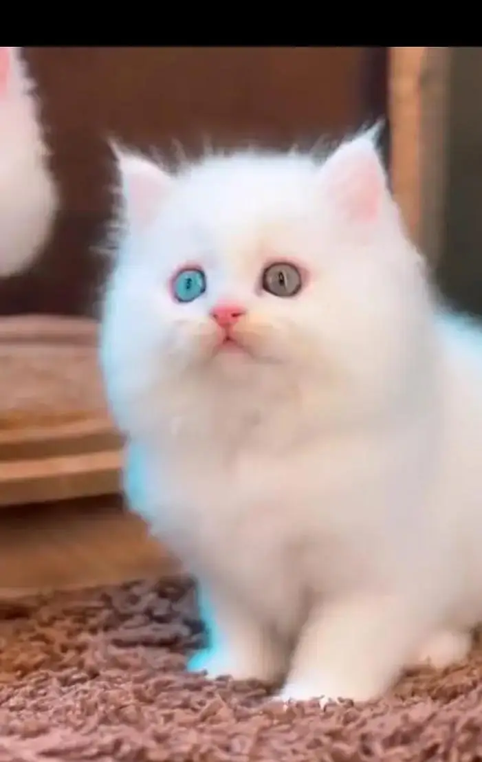 (Persian female kitten) (for sale all) (Pakistan delivery available) — photo 6