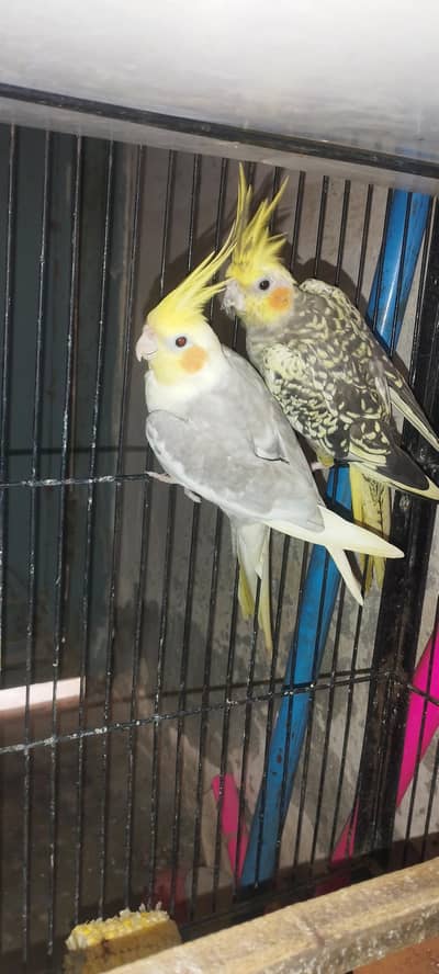 Cocktail Breeder pair