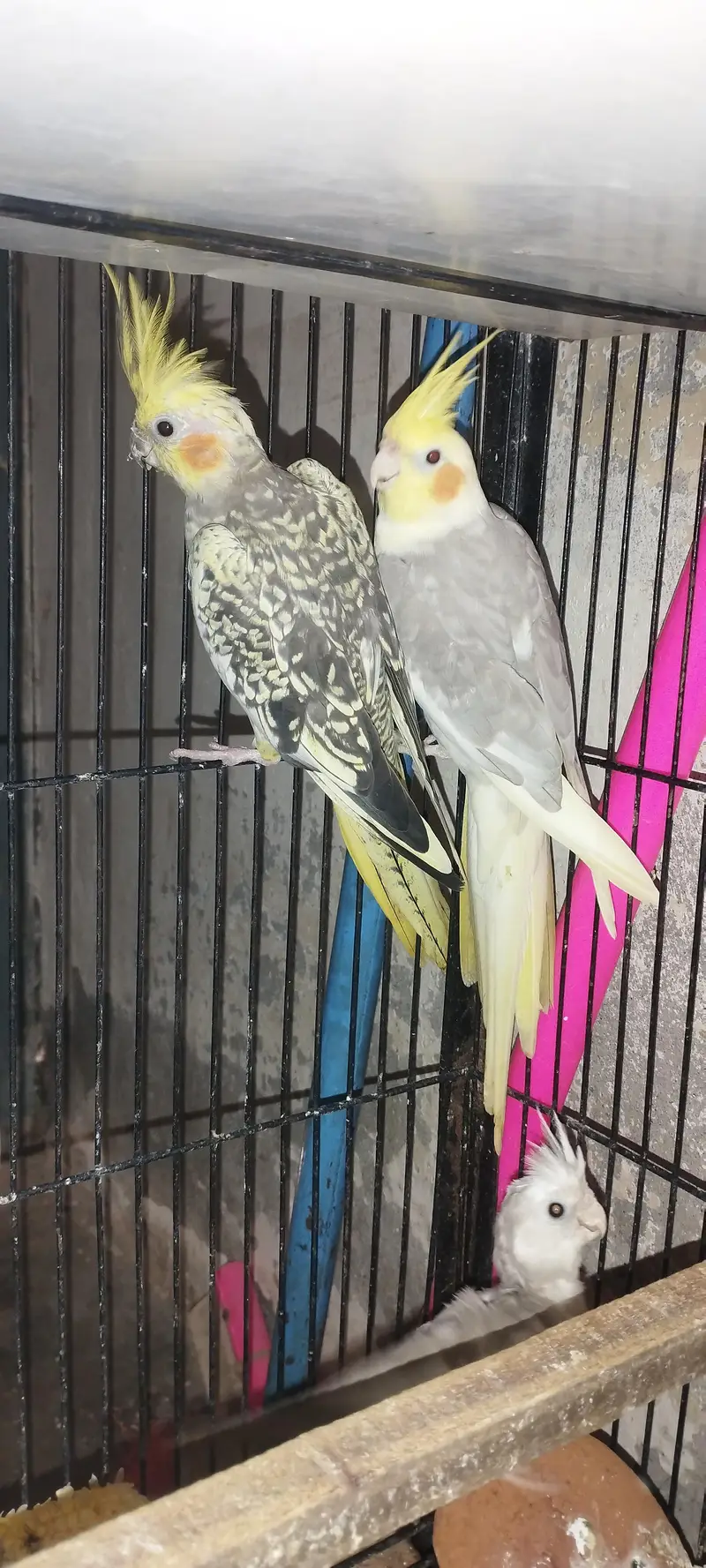 Cocktail Breeder pair — photo 2