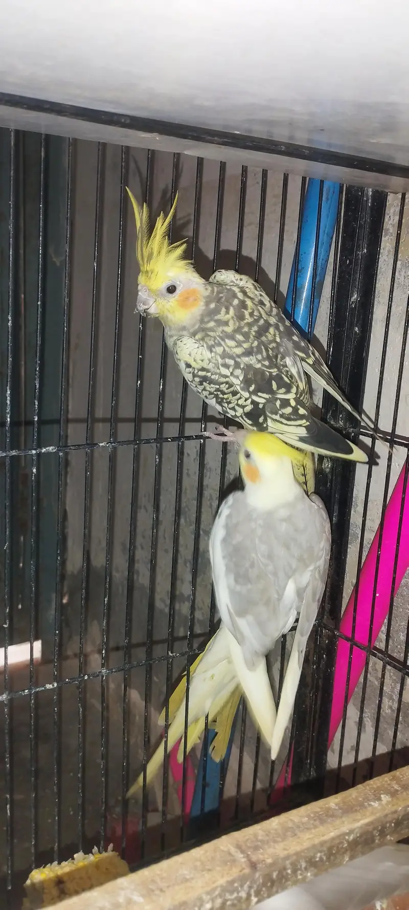Cocktail Breeder pair — photo 3