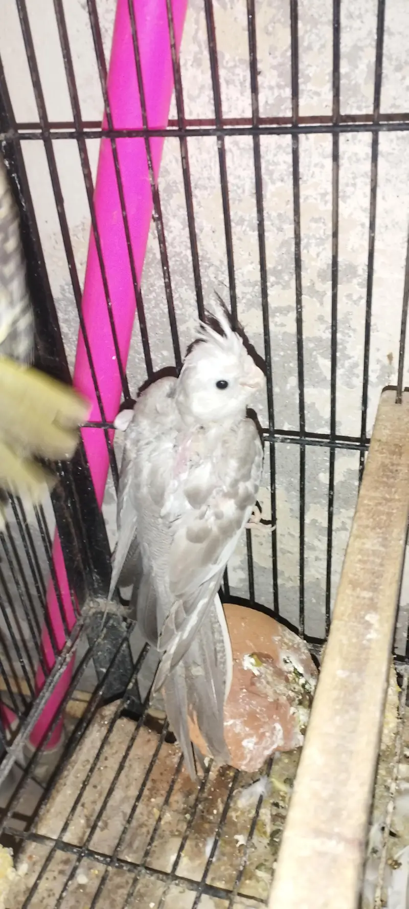 Cocktail Breeder pair — photo 4