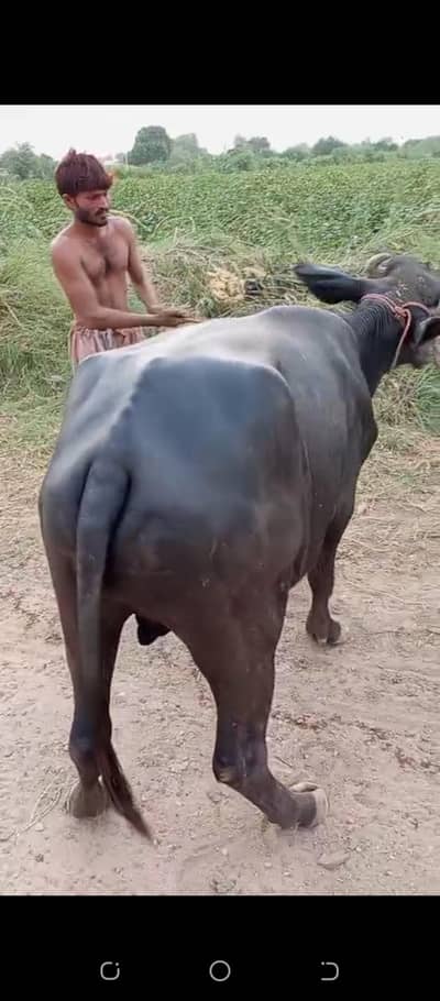 2 daant ka male buffelo