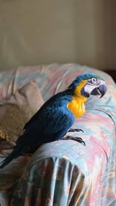 Blue macaw