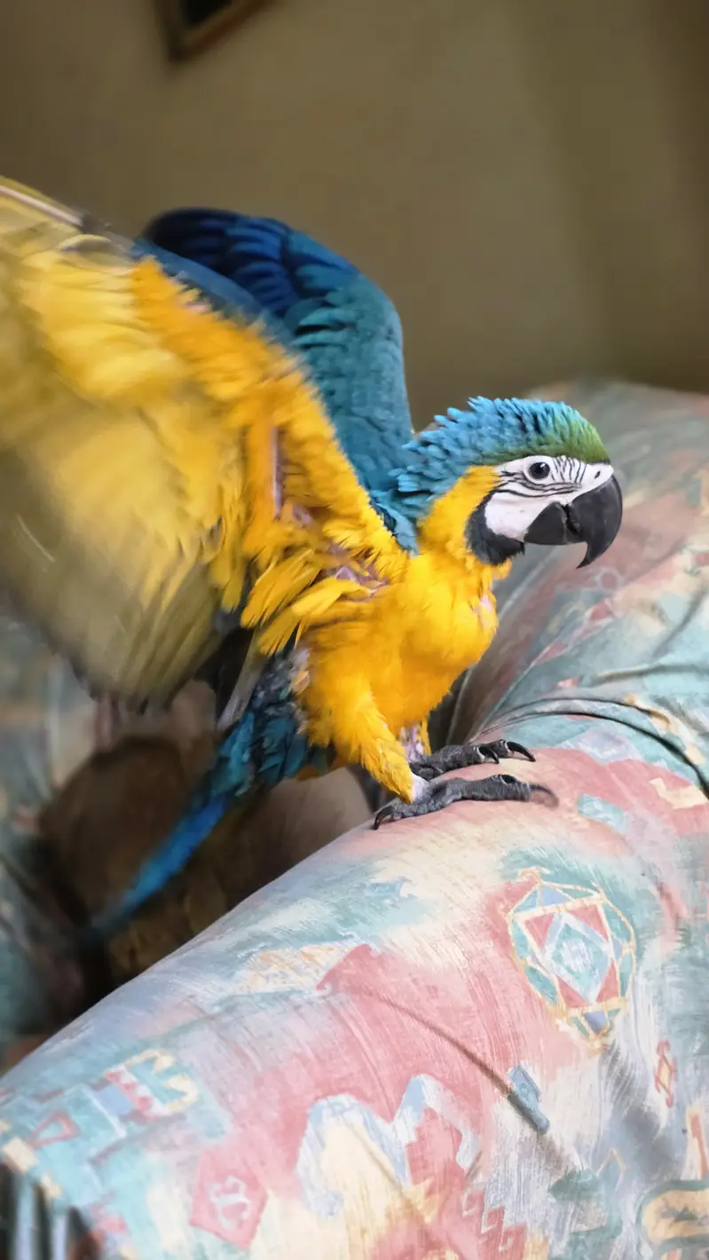 Blue macaw — photo 2