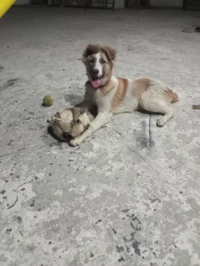 dog for security purpose