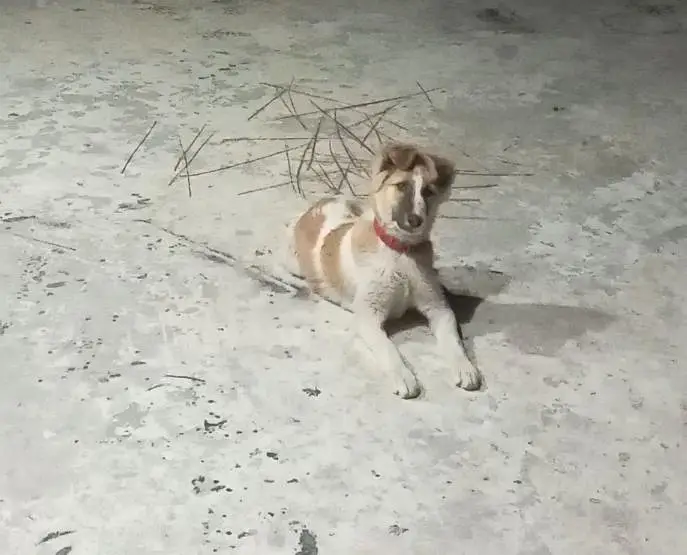 dog for security purpose — photo 2