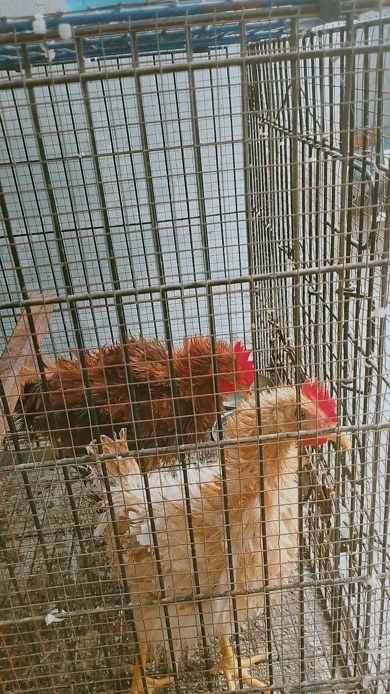 2Healthy Frizzle Rooster (4 Months) – Fancy Breed
