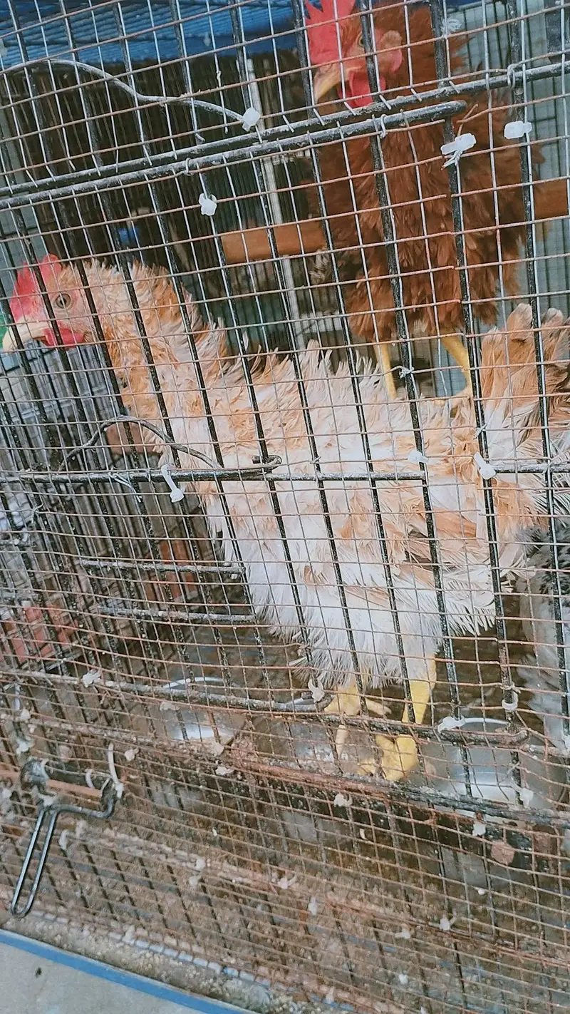 2Healthy Frizzle Rooster (4 Months) – Fancy Breed — photo 2