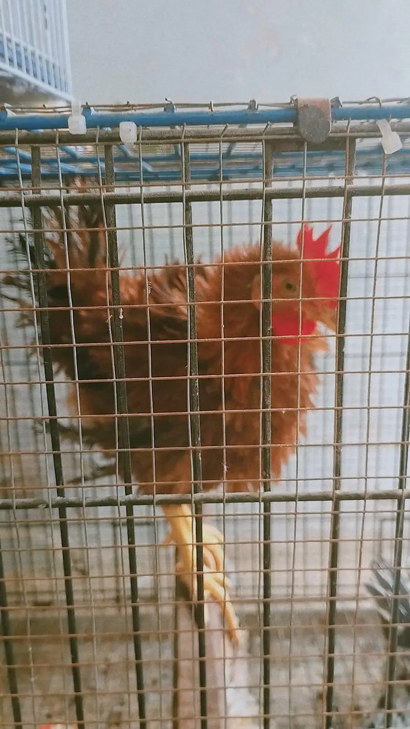 2Healthy Frizzle Rooster (4 Months) – Fancy Breed — photo 3
